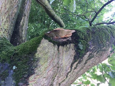 Pilzbefall Rot-Eiche Waldmannsweg