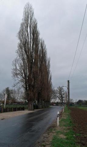 Baumpflegemaßnahmen im Bereich Vluyner Straße